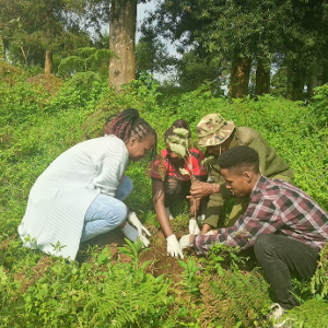 Tree-planting
